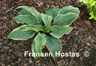 Hosta Top Shelf
