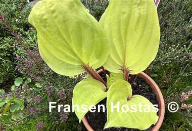 Hosta Top of the Mornin'