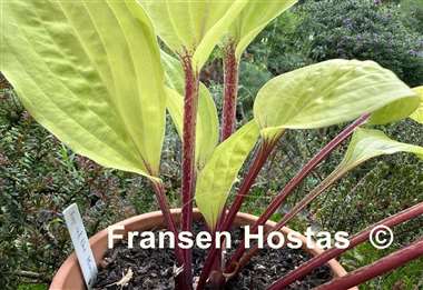 Hosta Top of the Mornin'