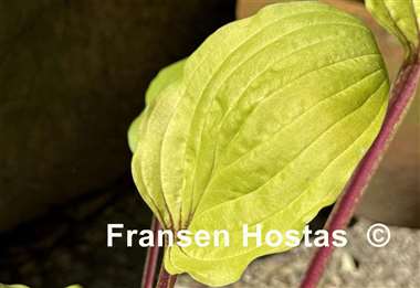 Hosta Top of the Mornin'