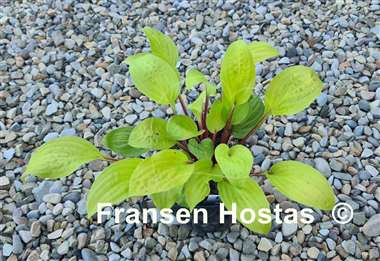 Hosta Top of the Mornin'