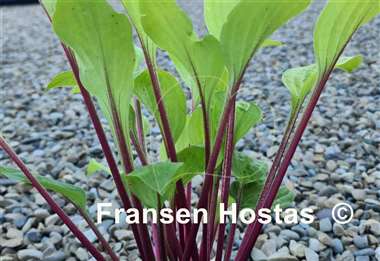 Hosta Top of the Mornin'