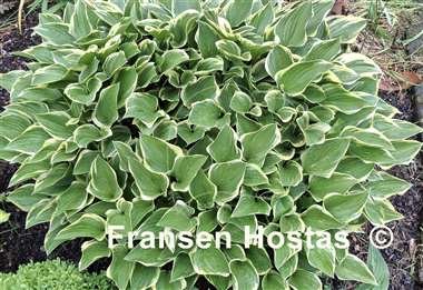 Hosta Torchlight