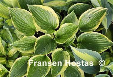 Hosta Torchlight