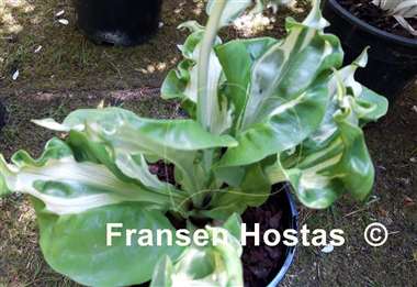 Hosta Totally Awe Sum