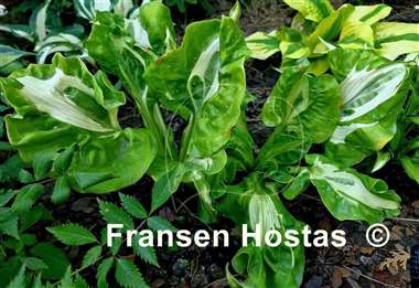 Hosta Totally Awe Sum