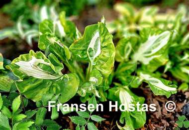 Hosta Totally Awe Sum