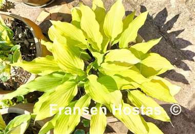 Hosta Totally Twisted