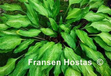 Hosta Totally Twisted