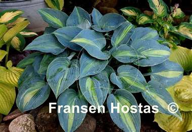 Hosta Touch of Class