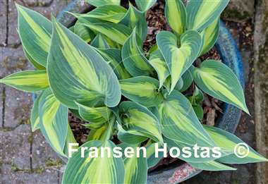 Hosta Touch of Class