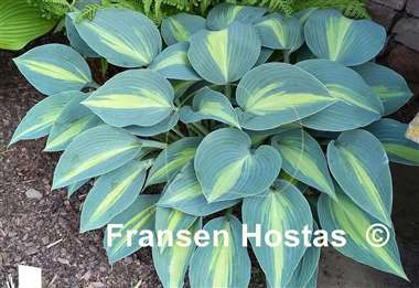 Hosta Touch of Class