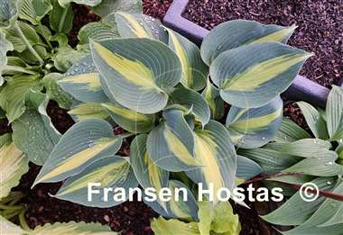 Hosta Touch of Class