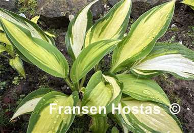Hosta Touch of Flame