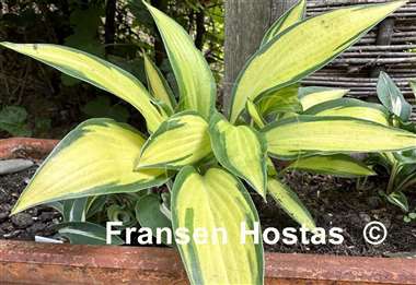 Hosta Touch of Flame