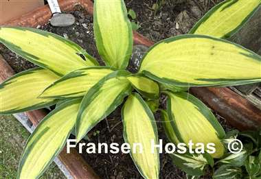Hosta Touch of Flame