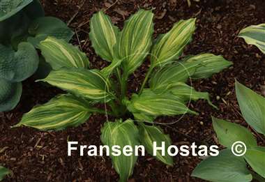 Hosta Touché