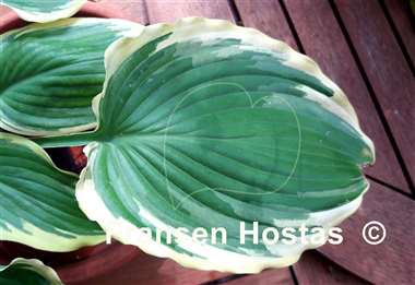 Hosta Trendsetter