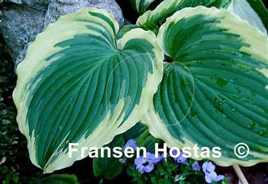 Hosta Trendsetter