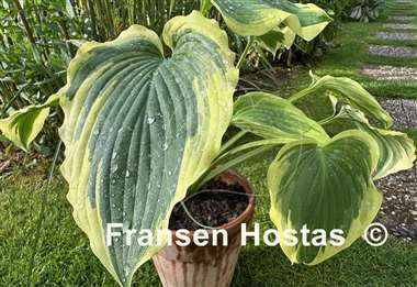 Hosta Trendsetter