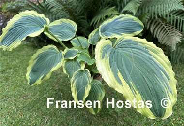 Hosta Trendsetter