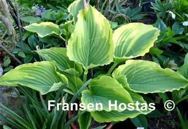 Hosta Trendsetter