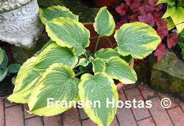 Hosta Trendsetter