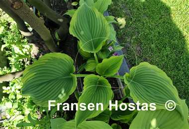 Hosta Trendsetter