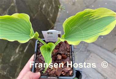 Hosta Trendsetter