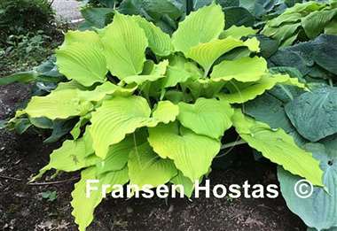 Hosta The Trophy Wife