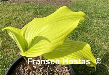 Hosta The Trophy Wife