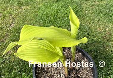 Hosta The Trophy Wife