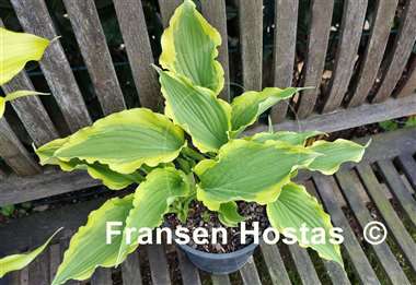 Hosta Tropical Dancer