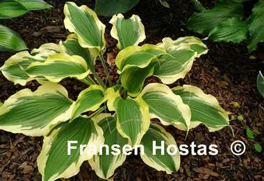 Hosta Tropical Dancer