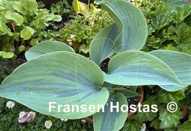 Hosta Tropical Star
