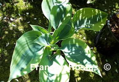 Hosta Tropical Star