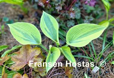 Hosta Tropical Star
