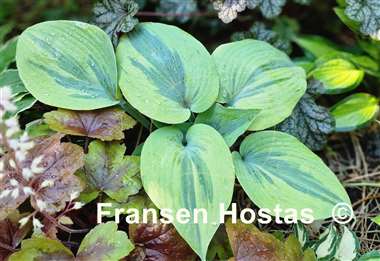 Hosta Tropical Star