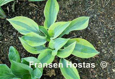 Hosta Tropical Star