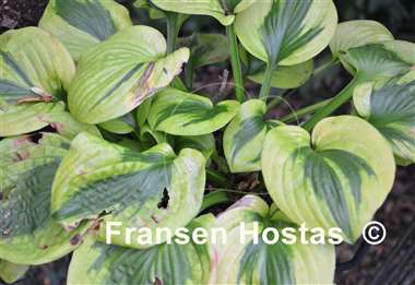 Hosta Tropical Storm