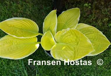 Hosta Tropical Sunrise