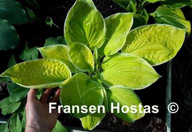 Hosta Tropical Sunrise