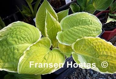 Hosta Tropical Sunrise
