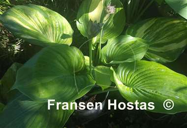 Hosta Tom's Tropical Thunder