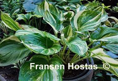 Hosta Tom's Tropical Thunder