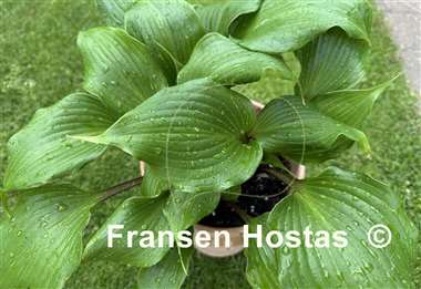 Hosta True Treasure