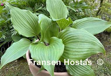 Hosta True Treasure