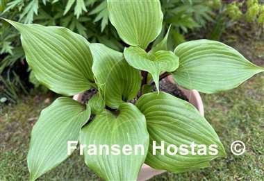 Hosta True Treasure