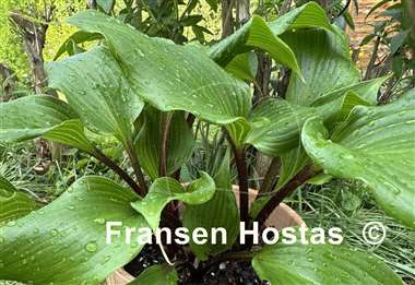 Hosta True Treasure
