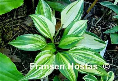 Hosta Tsuma Tajima